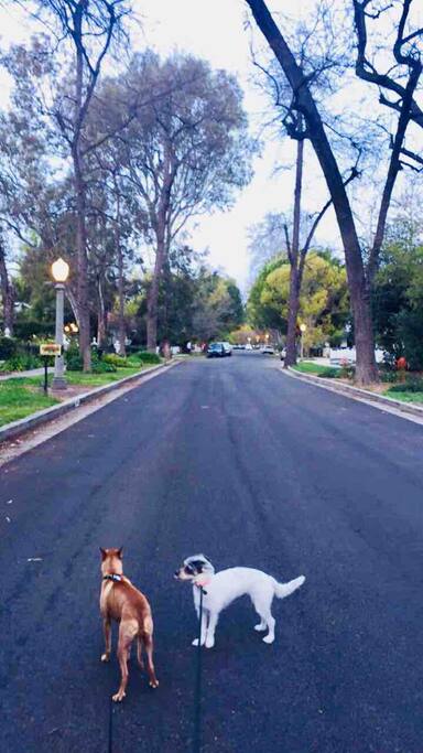 My Beautiful street. This is during winter...every other season is just stunning. Very dog friendly, kid friendly over all a safe family neighborhood. Two Blocks from Ventura Blvd.