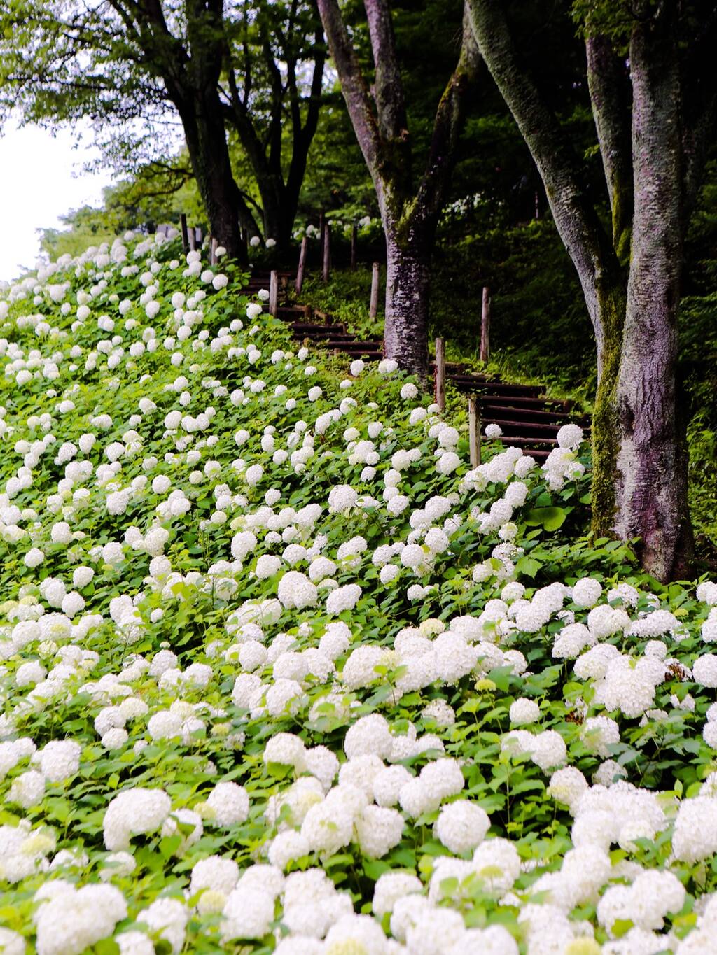 东瀛花物语 东京的白绣球花雪山 东京旅游攻略 尽在airbnb爱彼迎