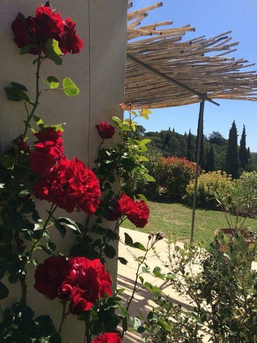 rosiers