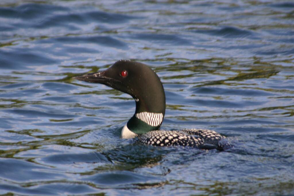 Loons live in the natural habitat on the lake. They sing in the morning.