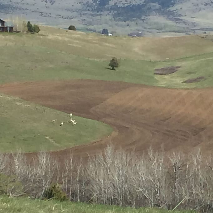 Rolling hills, grain fields and antelope
