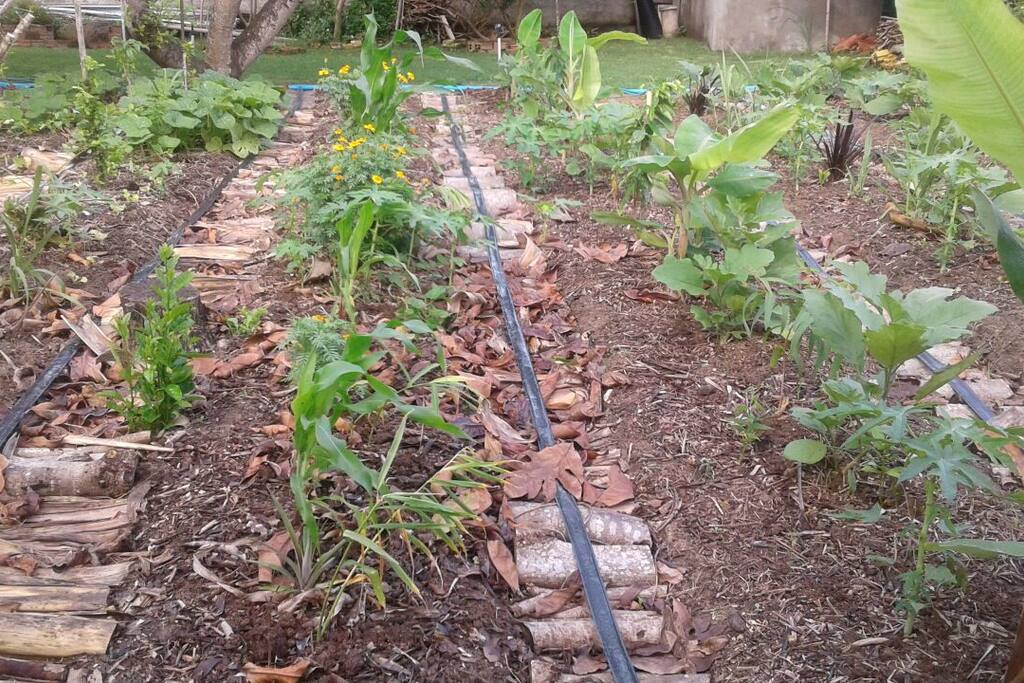 Plantação de Agro-floresta