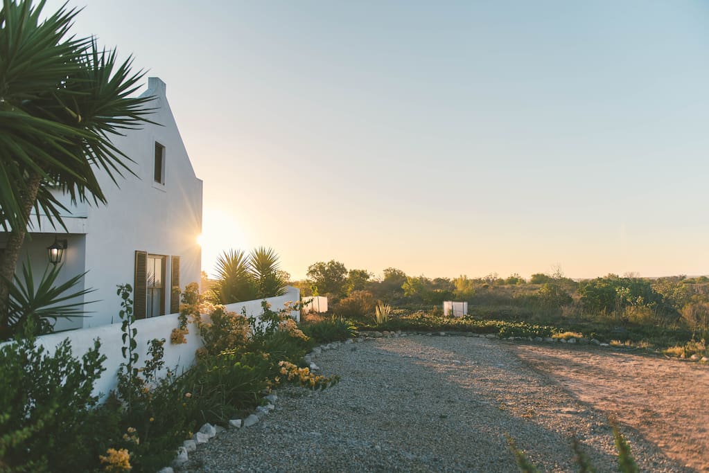 Front of Fynbos during sunset
