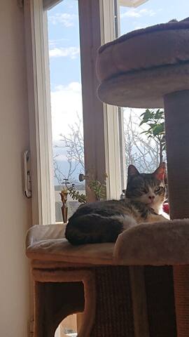 Helle Wohnung mit tierischem Mitbewohner