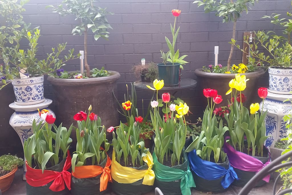 2017 Spring - lots of tulips blooming - supporting the marriage equality Yes campaign in Australia.