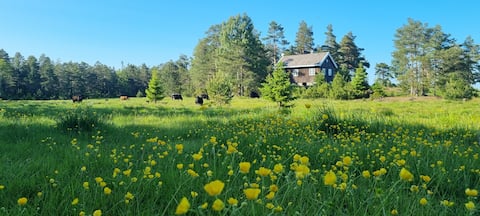 Successful Airbnb property: Cozy forest cabin with peaceful location. in Tvedestrand