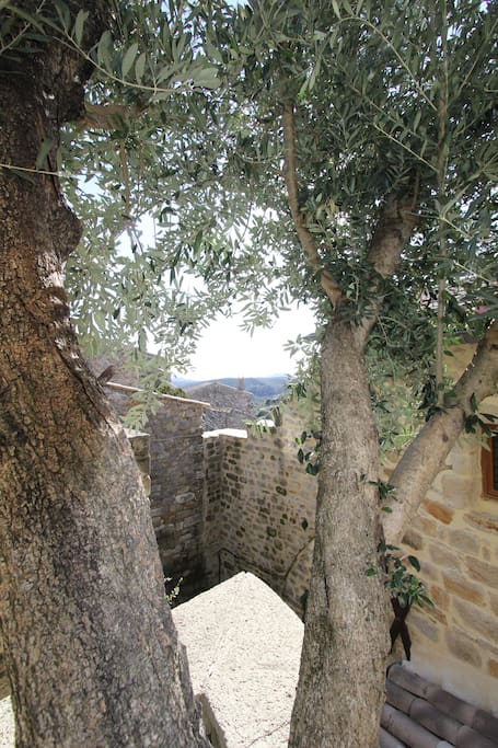 View from the path behind the house