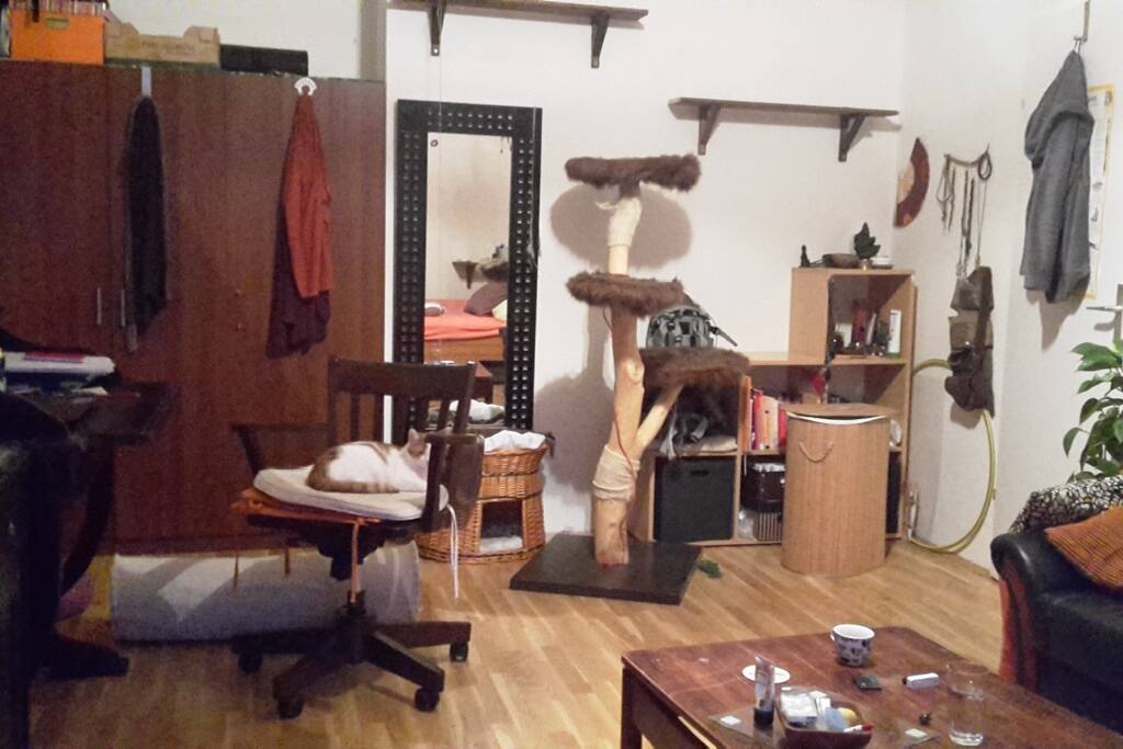 my cats are not at home ;-)