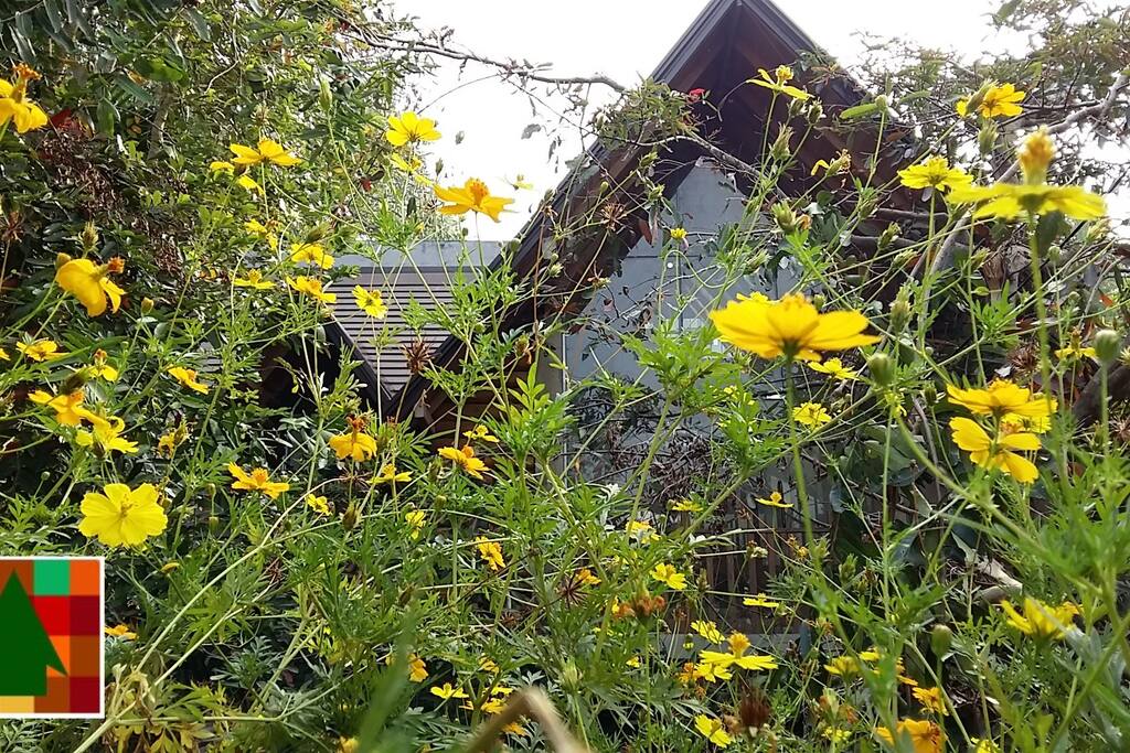 "THE FOREST'S LAST STAND - GALLE" - Where.... forest still alive amidst of invading battle of urbanization.... Here... Wild flowers blossom to greet you 'Good morning'.... while songs of mischievous wild birds break your sleep at dawn.......