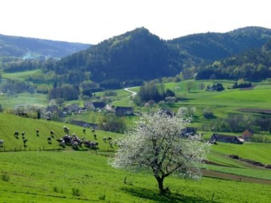 laveline du houx