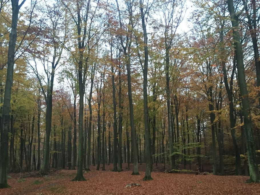 Forrest in backyard; Hareskoven