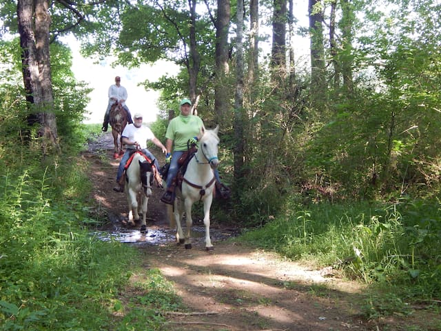 LOVE HORSES..LOVE ANIMALS.... HERE'S YOUR PLACE!