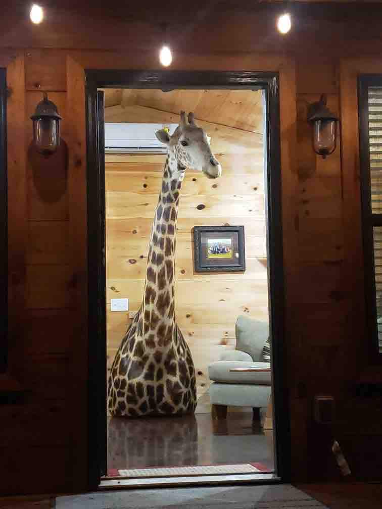 A taxidermy giraffe stands prominently in the doorway of the cabin, showcasing intricate patterns on its fur. The warm wooden paneling of the interior is visible behind, with soft lighting illuminating the space. A framed picture hangs on the wall, and a green chair is positioned nearby.