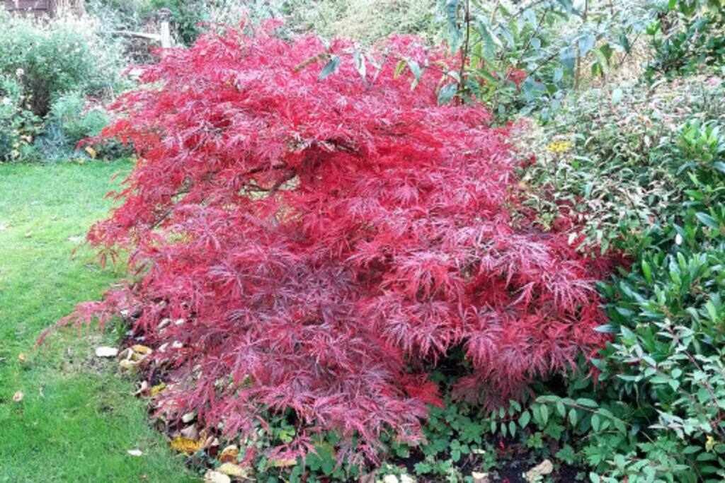 Acer