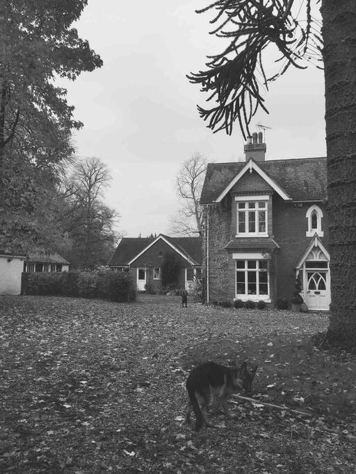 The annexe in the background in yard (with Lexi and Lola our lovely dogs)