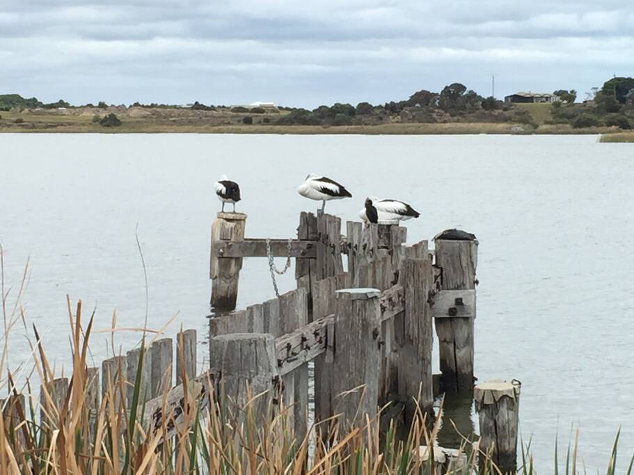 Local Pelicans within 500 m of the home