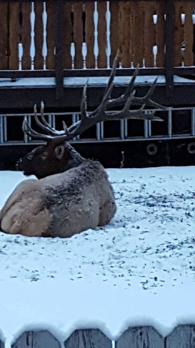 Randy the Bull Elk visiting in the morning