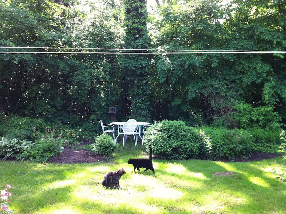 Mijn twee katten in de tuin