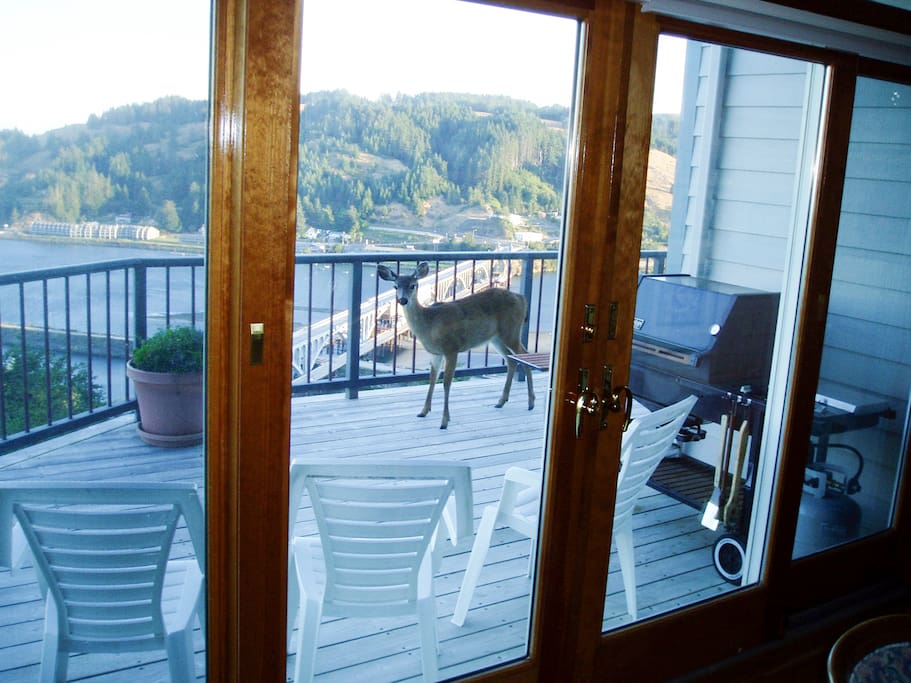 View from the kitchen of deer on the deck.