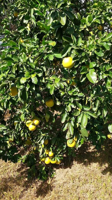 Nosso pomar é rico em variedades de frutas!