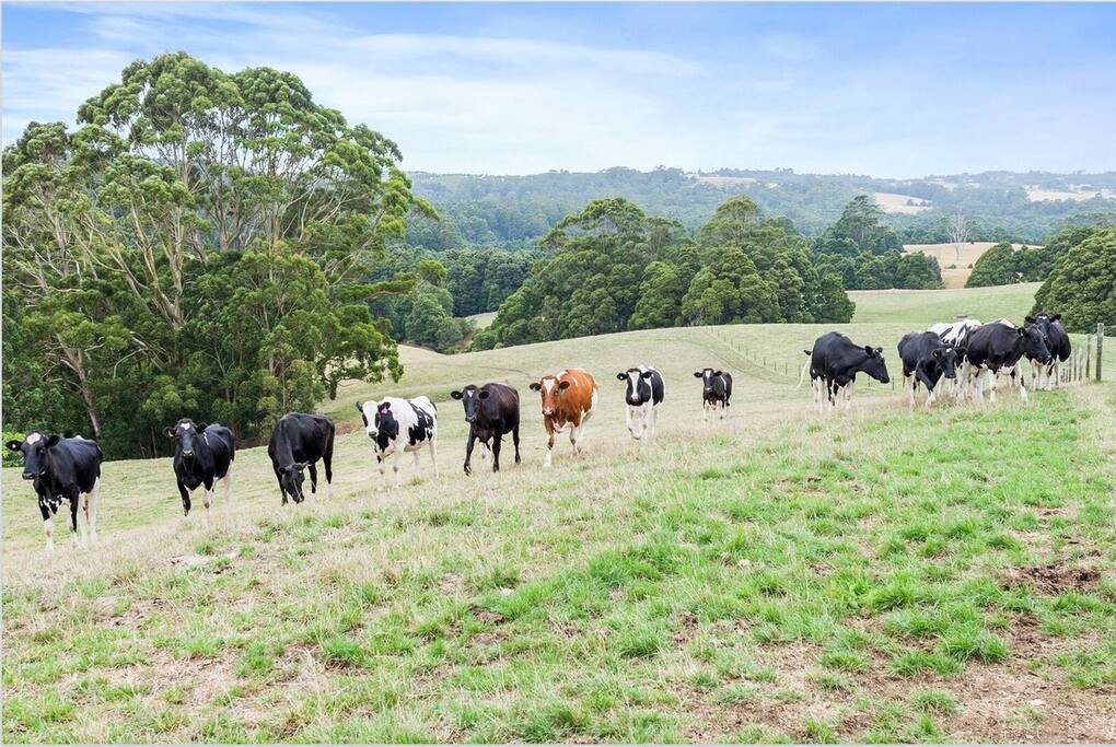 The view from the front of Otway Farmstay B&B