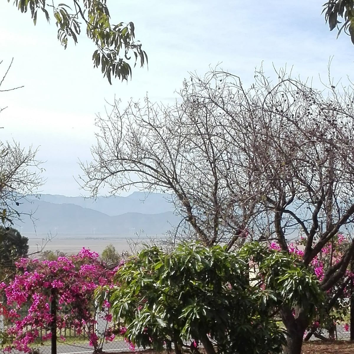 A view of the distant mountains is framed by lush greenery and flowering shrubs. Bright pink bougainvillea blooms contrast with the bare branches of nearby trees, adding a vibrant touch to the landscape in this serene outdoor setting.