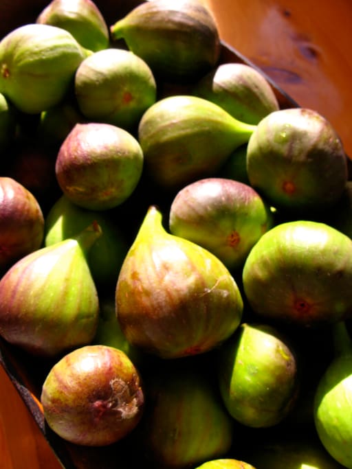 fig tree abundance every year