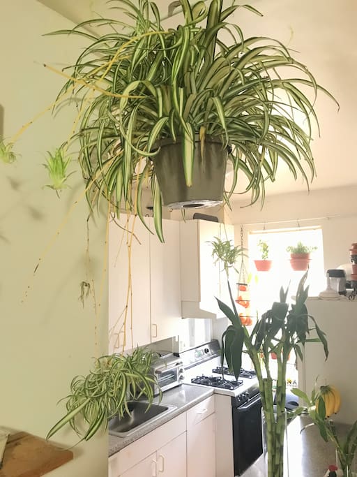Hypoallergenic environment with plants to help clean the air.
