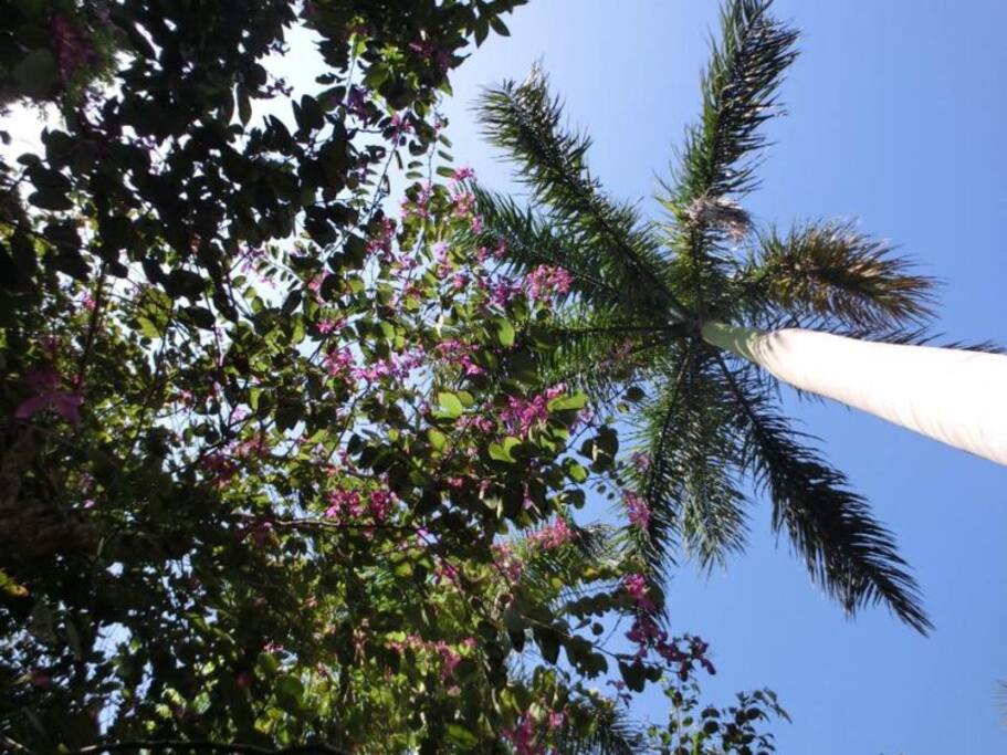 小区内绿植园林