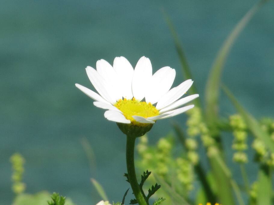 The Daisy Dwelling