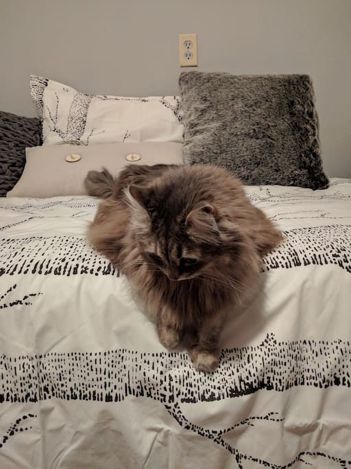 Fish the cat may get a little curious to see what you are up to! A bit of a drama queen, she has a heart of gold.
All furniture is regularly de-cat furred and treated with allergen reducers.