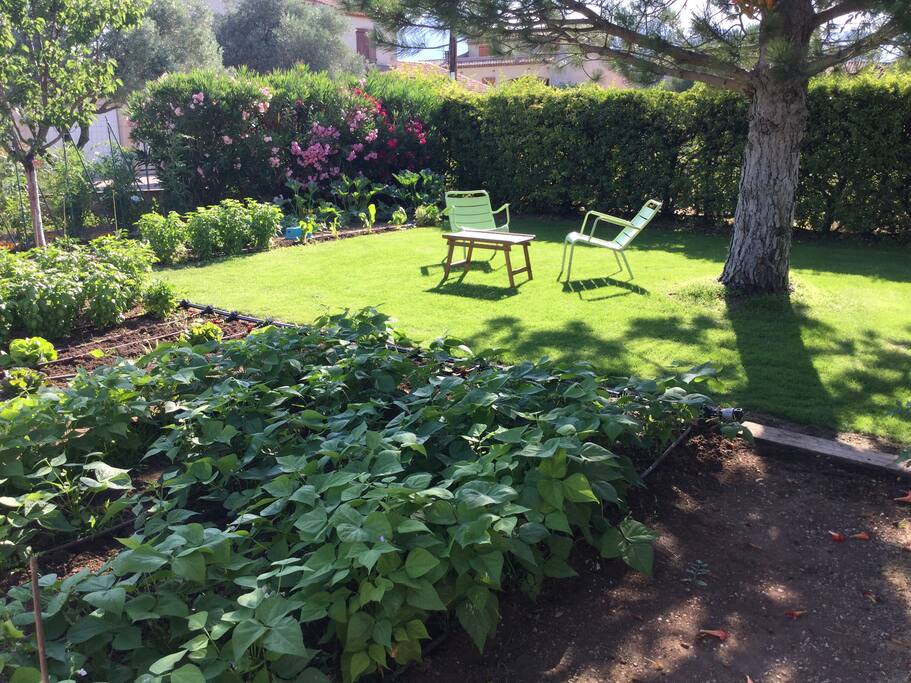 Au milieu du Basilic,tomates et haricots vert!