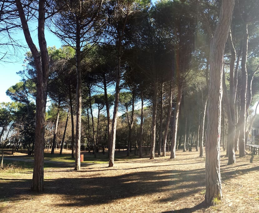 La rilassante pineta per il sonnellino pomeridiano