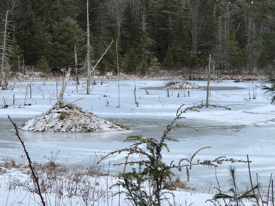 Beaver lodge around Littleton