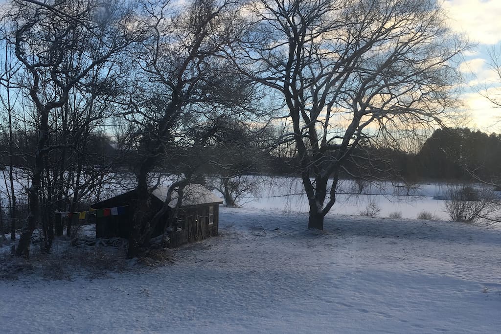 Backyard/pond in winter