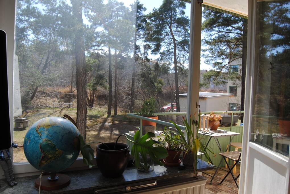 The view of the backyard.