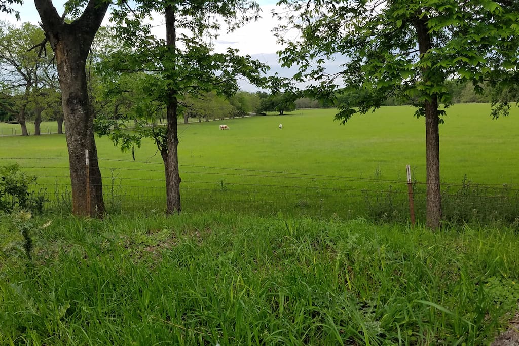 Backyard view