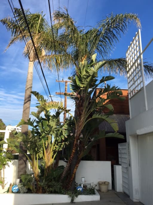 Queen palms at the driveway.