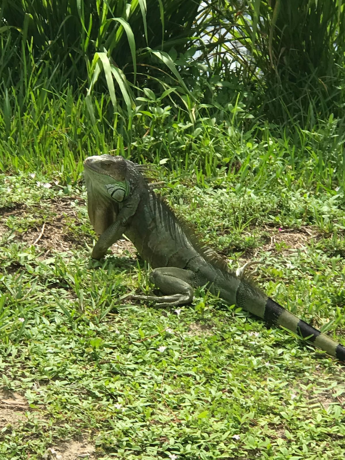 A green iguana is seen on a grassy area, surrounded by lush green vegetation. The iguana is positioned upright, exhibiting its unique texture and vibrant coloration, blending harmoniously with the natural surroundings.
