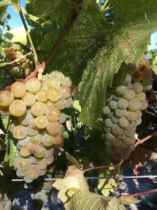 White Grapes