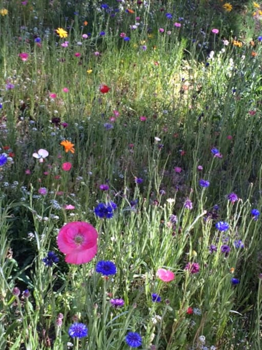 Late summer wildflowers
