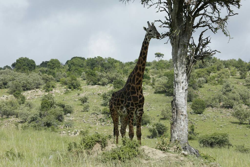 safari