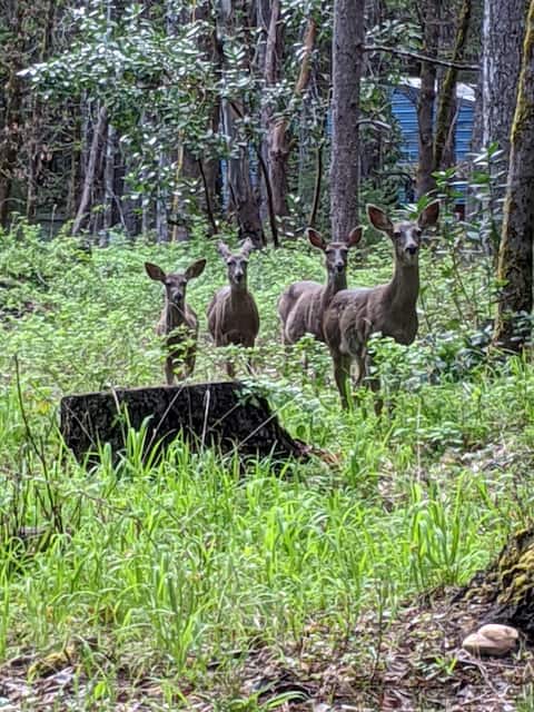 Cozy Cottage in the Woods