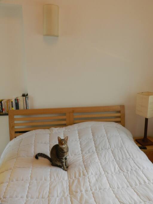 Double bed (comes without the cat)