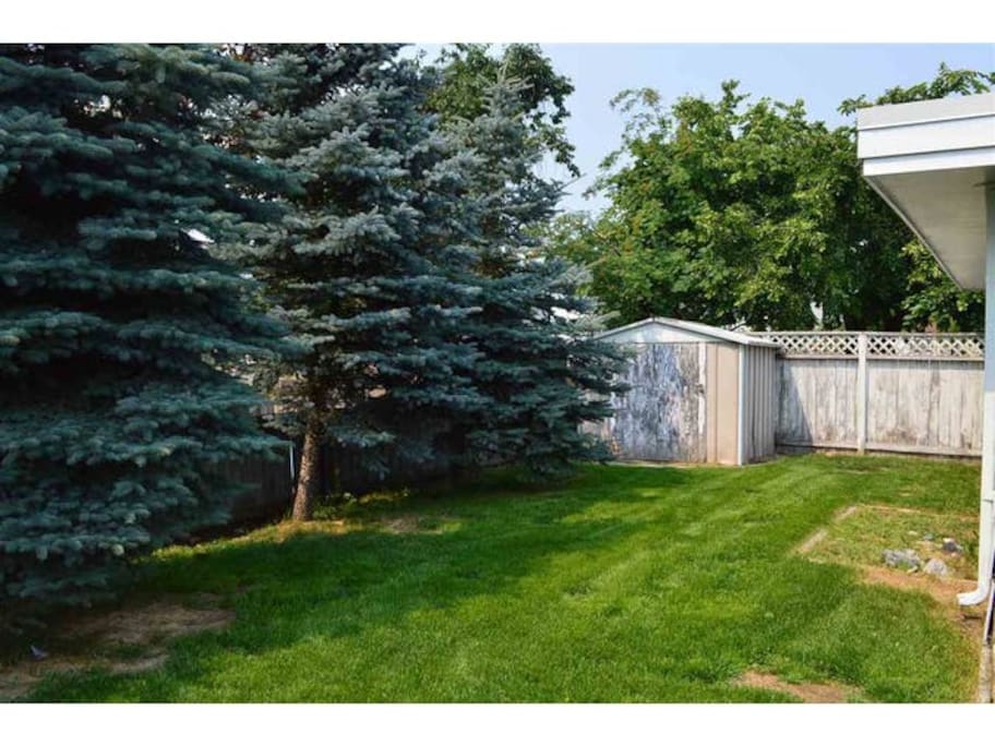 Backyard