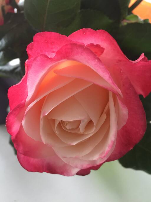 A "rose" in Morkabygda