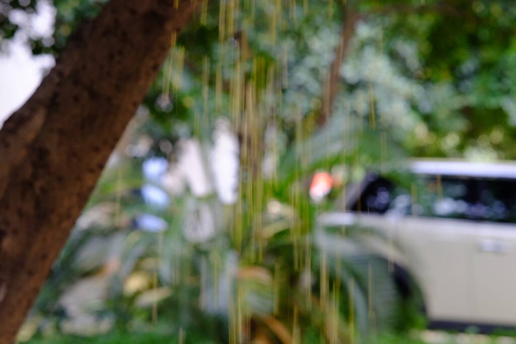 秋日桂雨