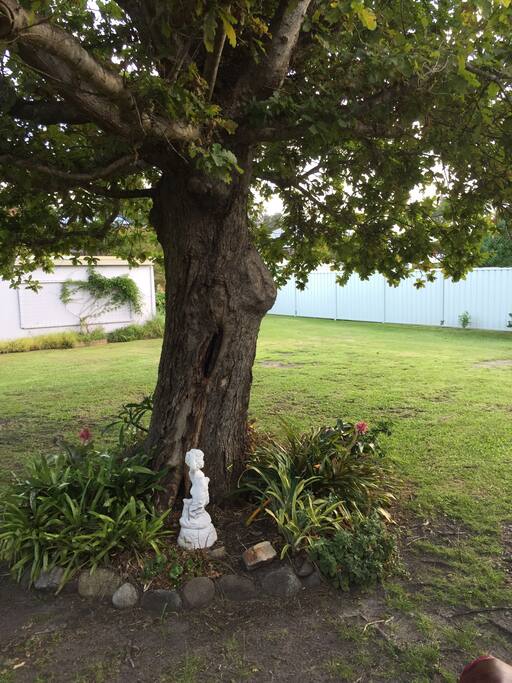 This lovely shady English oak tree