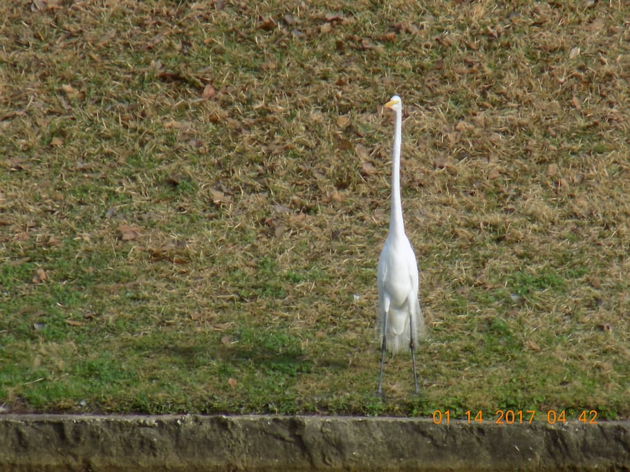 Little Friend by the Neighborhood Lake