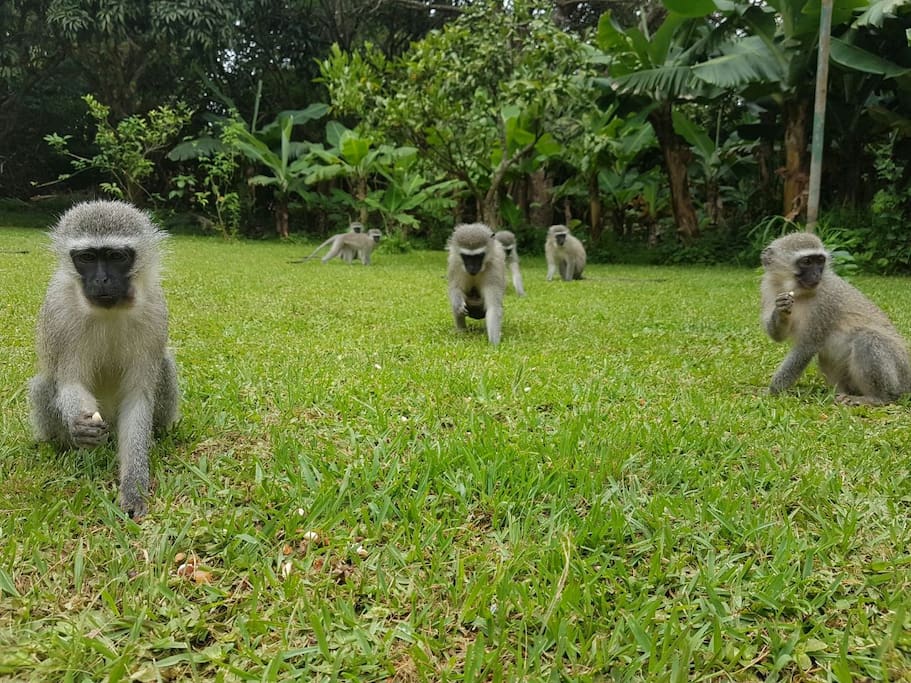 The monkey's